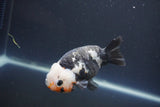 Milk Cow Ranchu  Calico 4 Inch (ID#1008R9a-62) Free2Day SHIPPING