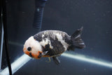 Milk Cow Ranchu  Calico 4 Inch (ID#1008R9a-62) Free2Day SHIPPING