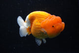 Lionchu  Red White 3.5 Inch (ID#1108R12b-102) Free2Day SHIPPING