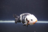 Milk Cow Ranchu  Calico 4 Inch (ID#1008R9a-62) Free2Day SHIPPING