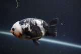 Milk Cow Ranchu  Calico 4 Inch (ID#1008R9a-62) Free2Day SHIPPING