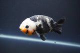 Milk Cow Ranchu  Calico 4 Inch (ID#1008R9a-62) Free2Day SHIPPING