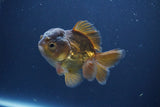 Short Body Thai Oranda  Bronze 3.5 Inch (ID#1008To14b-73) Free2Day SHIPPING