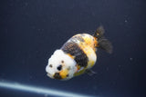 Milk Cow Ranchu  Calico 3.5 Inch (ID#1004R9a-67) Free2Day SHIPPING