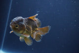 Short Body Thai Oranda  Bronze 3.5 Inch (ID#1008To14b-73) Free2Day SHIPPING