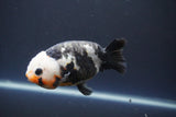 Milk Cow Ranchu  Calico 4 Inch (ID#1008R9a-62) Free2Day SHIPPING