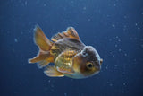 Short Body Thai Oranda  Bronze 3.5 Inch (ID#1008To14b-73) Free2Day SHIPPING