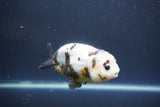 Milk Cow Ranchu  Calico 4 Inch (ID#1008R9a-63) Free2Day SHIPPING