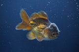 Short Body Thai Oranda  Bronze 3.5 Inch (ID#1008To14b-73) Free2Day SHIPPING