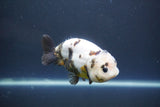 Milk Cow Ranchu  Calico 4 Inch (ID#1008R9a-63) Free2Day SHIPPING