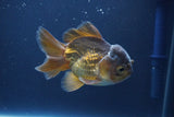 Short Body Thai Oranda  Bronze 3.5 Inch (ID#1008To14b-73) Free2Day SHIPPING