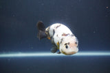 Milk Cow Ranchu  Calico 4 Inch (ID#1008R9a-63) Free2Day SHIPPING