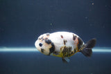 Milk Cow Ranchu  Calico 4 Inch (ID#1008R9a-63) Free2Day SHIPPING