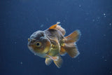 Short Body Thai Oranda  Bronze 3.5 Inch (ID#1008To14b-73) Free2Day SHIPPING