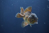 Short Body Thai Oranda  Bronze 3.5 Inch (ID#1008To14b-73) Free2Day SHIPPING