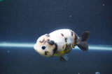 Milk Cow Ranchu  Calico 4 Inch (ID#1008R9a-63) Free2Day SHIPPING