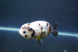 Milk Cow Ranchu  Calico 4 Inch (ID#1008R9a-63) Free2Day SHIPPING