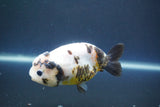 Milk Cow Ranchu  Calico 4 Inch (ID#1008R9a-63) Free2Day SHIPPING