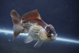 Short Body Thai Oranda  Bronze 4 Inch (ID#1008To14b-74) Free2Day SHIPPING