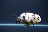 Milk Cow Ranchu  Calico 4 Inch (ID#1008R9a-63) Free2Day SHIPPING