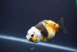 Milk Cow Ranchu  Calico 3.5 Inch (ID#1004R9a-67) Free2Day SHIPPING