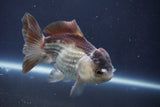 Short Body Thai Oranda  Bronze 4 Inch (ID#1008To14b-74) Free2Day SHIPPING