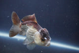 Short Body Thai Oranda  Bronze 4 Inch (ID#1008To14b-74) Free2Day SHIPPING