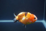 Milk Cow Ranchu  Calico 3.5 Inch (ID#1008R9a-64) Free2Day SHIPPING