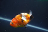 Milk Cow Ranchu  Calico 3.5 Inch (ID#1008R9a-64) Free2Day SHIPPING