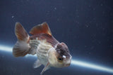 Short Body Thai Oranda  Bronze 4 Inch (ID#1008To14b-74) Free2Day SHIPPING