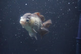 Short Body Thai Oranda  Bronze 4 Inch (ID#1008To14b-74) Free2Day SHIPPING