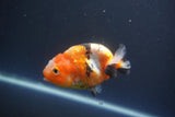 Milk Cow Ranchu  Calico 3.5 Inch (ID#1008R9a-64) Free2Day SHIPPING