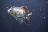 Short Body Thai Oranda  Bronze 4 Inch (ID#1008To14b-74) Free2Day SHIPPING