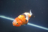 Milk Cow Ranchu  Calico 3.5 Inch (ID#1008R9a-64) Free2Day SHIPPING