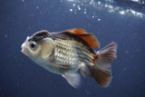 Short Body Thai Oranda  Bronze 4 Inch (ID#1008To14b-74) Free2Day SHIPPING