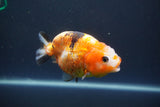 Milk Cow Ranchu  Calico 3.5 Inch (ID#1008R9a-64) Free2Day SHIPPING