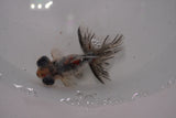 Butterfly  Calico 3 Inch (ID#1224B8b-45) Free2Day SHIPPING