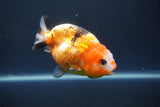 Milk Cow Ranchu  Calico 3.5 Inch (ID#1008R9a-64) Free2Day SHIPPING