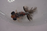 Butterfly  Calico 3 Inch (ID#1224B8b-45) Free2Day SHIPPING