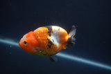 Milk Cow Ranchu  Calico 3.5 Inch (ID#1008R9a-64) Free2Day SHIPPING