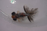 Butterfly  Calico 3 Inch (ID#1224B8b-45) Free2Day SHIPPING