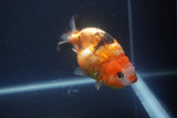 Milk Cow Ranchu  Calico 3.5 Inch (ID#1008R9a-64) Free2Day SHIPPING