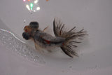 Butterfly  Calico 3 Inch (ID#1224B8b-45) Free2Day SHIPPING