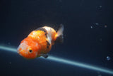 Milk Cow Ranchu  Calico 3.5 Inch (ID#1008R9a-64) Free2Day SHIPPING