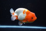 Lionchu  Red White 4 Inch (ID#1108R12b-97) Free2Day SHIPPING