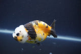 Milk Cow Ranchu  Calico 3.5 Inch (ID#1004R9a-67) Free2Day SHIPPING