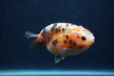 Juvenile Ranchu  3.5 Inch (ID#1227R9b-51) Free2Day SHIPPING