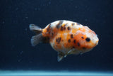 Juvenile Ranchu  3.5 Inch (ID#1227R9b-51) Free2Day SHIPPING