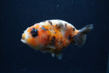 Juvenile Ranchu  3.5 Inch (ID#1227R9b-51) Free2Day SHIPPING