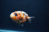 Juvenile Ranchu  3.5 Inch (ID#1227R9b-51) Free2Day SHIPPING